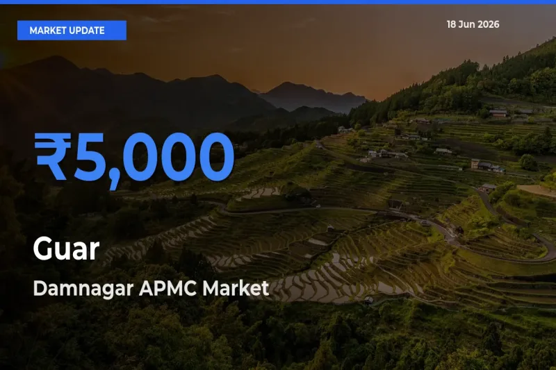 Top Performer! Damnagar APMC Offers Best Guar Price Today