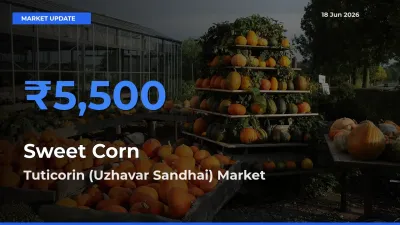 Top Performer! Tuticorin (Uzhavar Sandhai) Offers Best Sweet Corn  Price Today