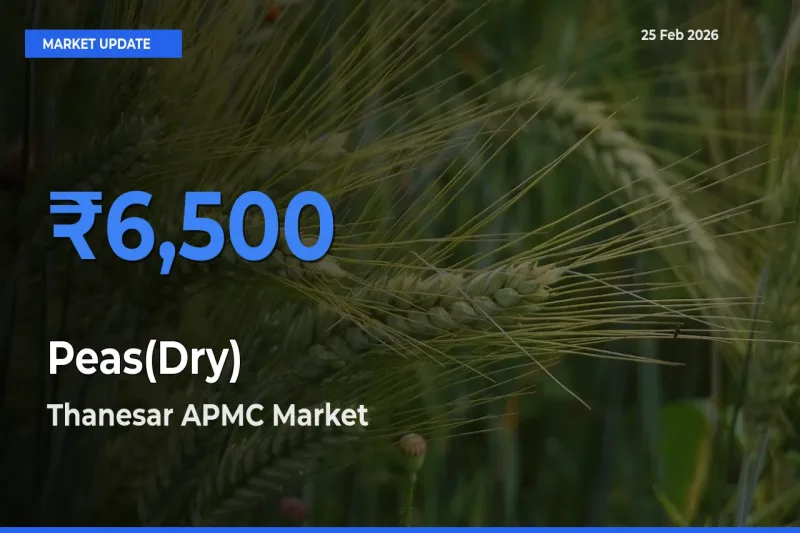 Thanesar APMC Leads as Top Mandi for Peas(Dry) Prices