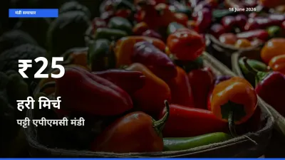 किसानों के लिए चिंता का विषय? हरी मिर्च के दाम पट्टी एपीएमसी में 30 दिन के न्यूनतम स्तर पर