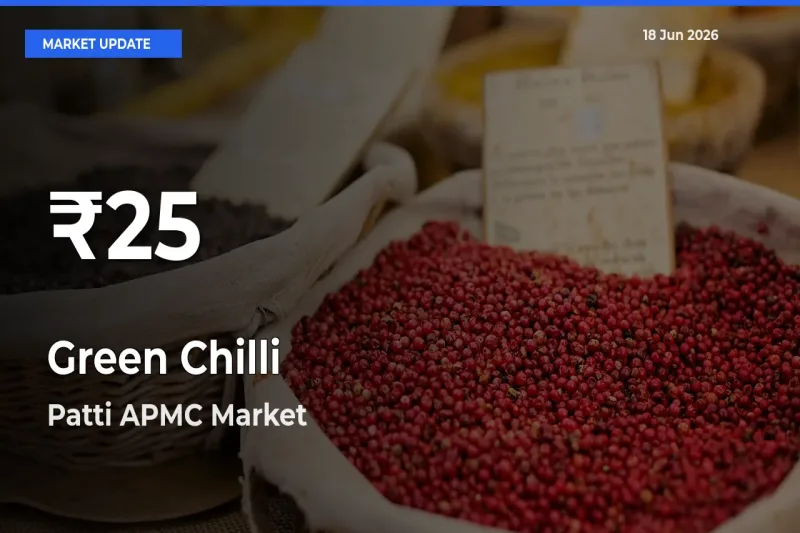 Sharp Fall! Green Chilli Prices Drop to 30-Day Low in Patti APMC
