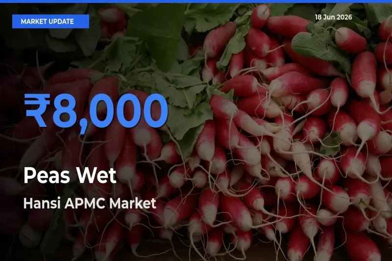 Hansi APMC Offers ₹8,000 – Highest Peas Wet Rate Today