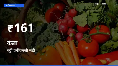 किसानों के लिए चिंता का विषय? केला के दाम पट्टी एपीएमसी में 30 दिन के न्यूनतम स्तर पर