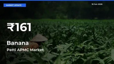 Banana Prices Touch 30-Day Low in Patti APMC – June 18 Update