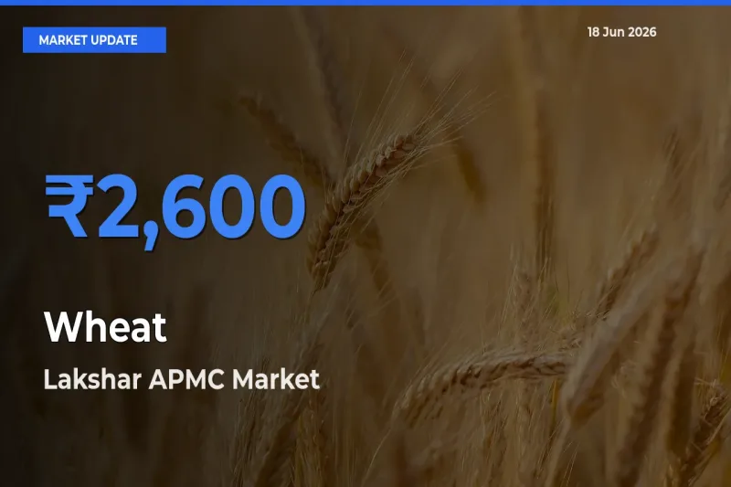 Lakshar APMC Emerges as Top Mandi for Wheat Prices Today