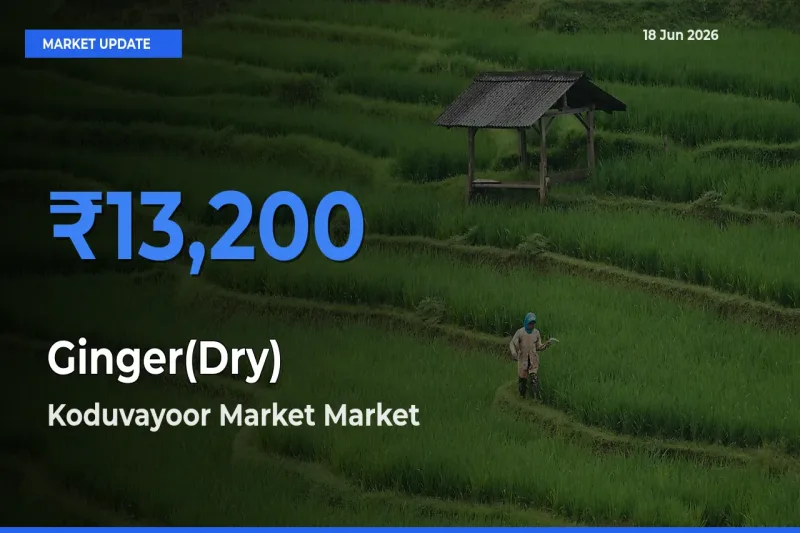 Koduvayoor Market Emerges as Top Mandi for Ginger(Dry) Prices Today