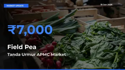 Field Pea Mandi Rate Today: Tanda Urmur APMC Tops the List
