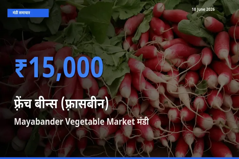 टॉप मंडी बना Mayabander Vegetable Market! फ़्रेंच बीन्स (फ़्रासबीन) के सबसे ऊँचे दाम यहीं दर्ज