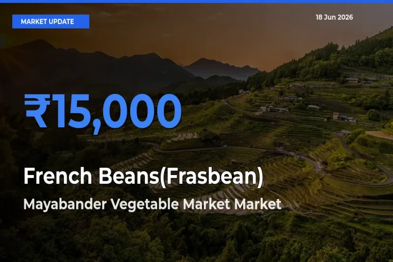 Farmers Prefer Mayabander Vegetable Market as French Beans(Frasbean) Hits Highest Rate