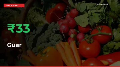 This Mandi Records 32.52% Jump in Guar Prices