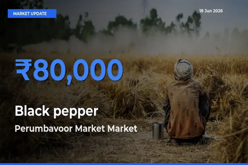 Black pepper Mandi Rate Today: Perumbavoor Market Tops the List