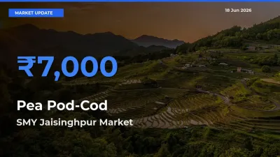 Farmers Prefer SMY Jaisinghpur as Pea Pod-Cod Hits Highest Rate