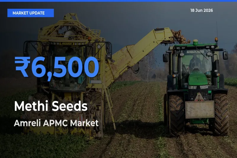 Amreli APMC Tops Methi Seeds Mandi Rates Today