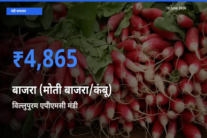 विल्लुपुरम एपीएमसी मंडी में बाजरा (मोती बाजरा/कंबू) ₹4,865 पर पहुँचा – आज का सर्वोच्च भाव