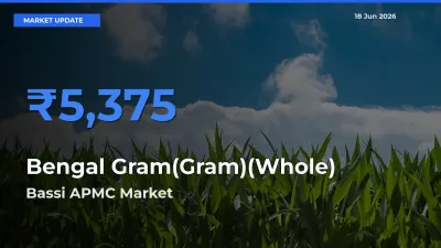 Bassi APMC Emerges as Top Mandi for Bengal Gram(Gram)(Whole) Prices Today
