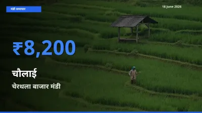 बाज़ार संकेत: चेरथला बाजार बना चौलाई के लिए आज की टॉप मंडी