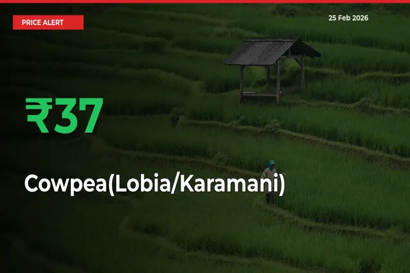 Sudden 37.12% Rally in Cowpea(Lobia/Karamani) Prices Across Mandis