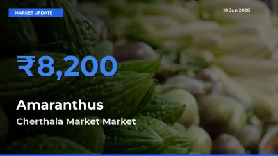 Cherthala Market Tops Amaranthus Mandi Rates Today