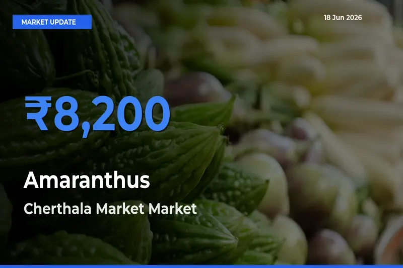 Cherthala Market Tops Amaranthus Mandi Rates Today