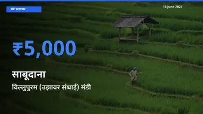 आज का मंडी भाव: साबूदाना के सबसे ज़्यादा दाम विल्लुपुरम (उझावर संधाई) में