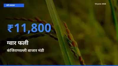 आज का मंडी भाव: ग्वार फली के सबसे ज़्यादा दाम कंजिराप्पल्ली बाजार में