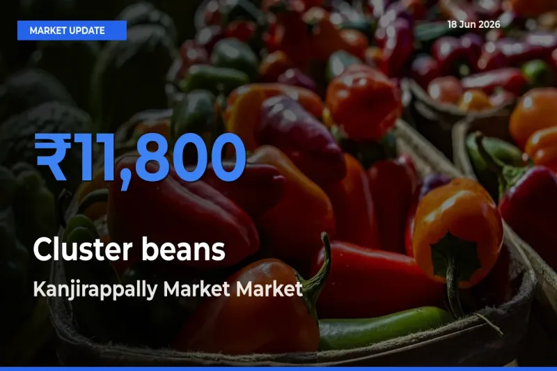 Kanjirappally Market Offers ₹11,800 – Highest Cluster beans Rate Today