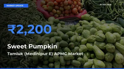 Tamluk (Medinipur E) APMC Offers ₹2,200 – Highest Sweet Pumpkin Rate Today
