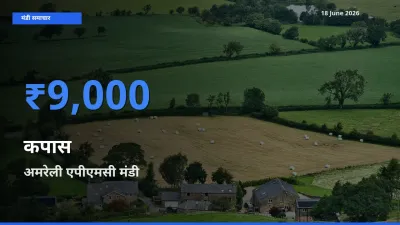 आज कपास के सबसे ऊँचे दाम ₹9,000 अमरेली एपीएमसी मंडी में