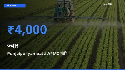 टॉप मंडी बना Punjaipuliyampatti APMC! ज्वार के सबसे ऊँचे दाम यहीं दर्ज