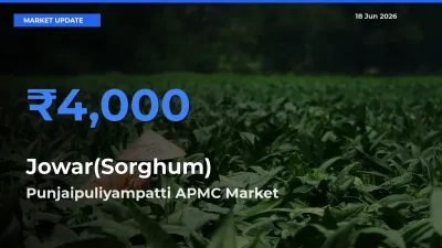 Punjaipuliyampatti APMC Tops Jowar(Sorghum) Rates – June 18 Market Update