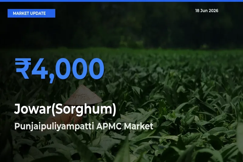 Punjaipuliyampatti APMC Tops Jowar(Sorghum) Rates – June 18 Market Update