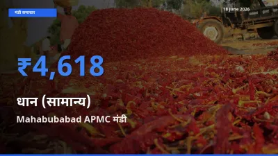 बाज़ार संकेत: Mahabubabad APMC बना धान (सामान्य) के लिए आज की टॉप मंडी