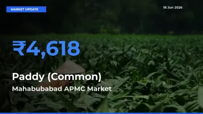 Mahabubabad APMC Tops Paddy (Common) Rates – June 18 Market Update