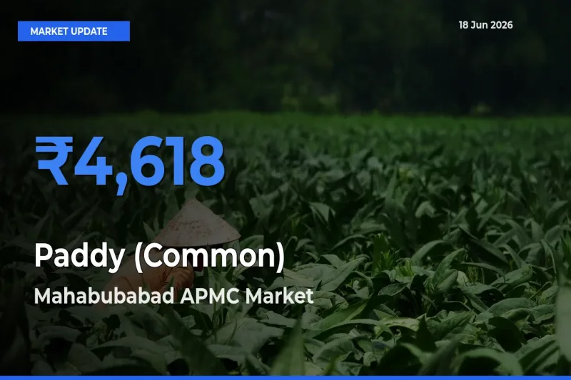 Mahabubabad APMC Tops Paddy (Common) Rates – June 18 Market Update