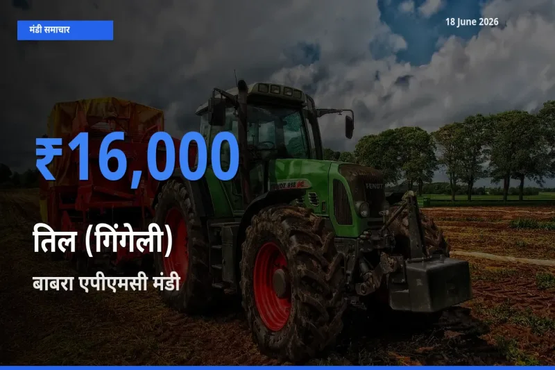 टॉप मंडी बना बाबरा एपीएमसी! तिल (गिंगेली) के सबसे ऊँचे दाम यहीं दर्ज