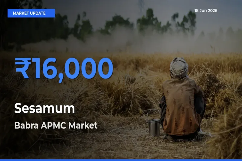 Farmers Prefer Babra APMC as Sesamum Hits Highest Rate