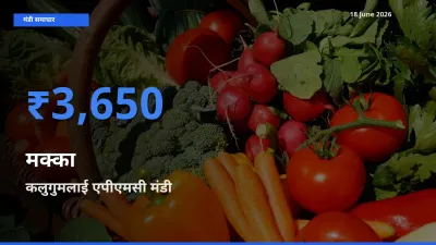 कलुगुमलाई एपीएमसी मंडी में मक्का ₹3,650 पर पहुँचा – आज का सर्वोच्च भाव