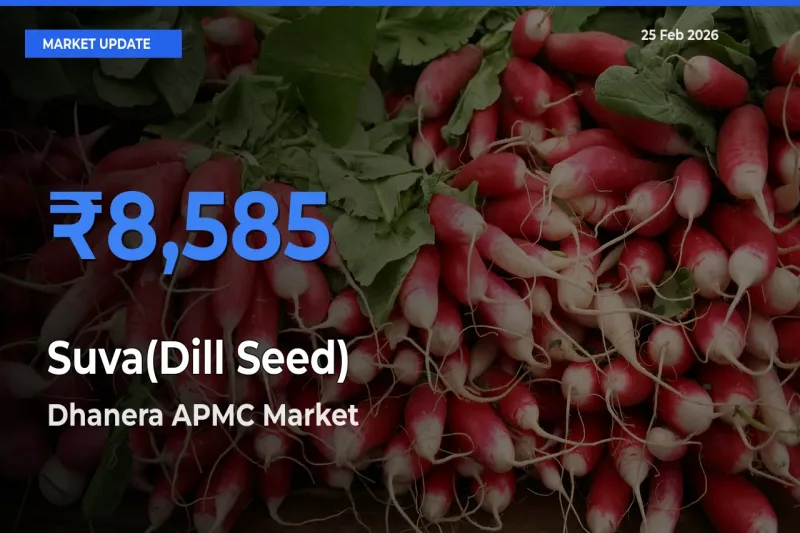 Top Performer! Dhanera APMC Offers Best Suva(Dill Seed) Price Today