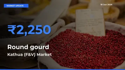 Kathua (F&V) Leads as Top Mandi for Round gourd Prices