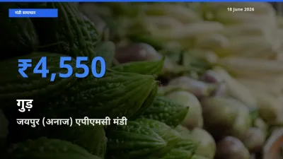 जयपुर (अनाज) एपीएमसी मंडी में गुड़ ₹4,550 पर पहुँचा – आज का सर्वोच्च भाव