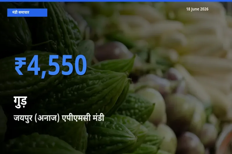 जयपुर (अनाज) एपीएमसी मंडी में गुड़ ₹4,550 पर पहुँचा – आज का सर्वोच्च भाव