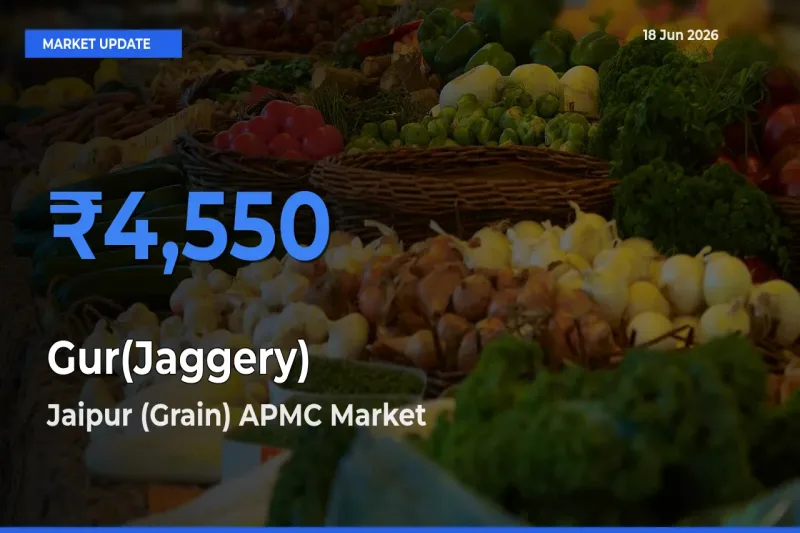 Jaipur (Grain) APMC Tops Gur(Jaggery) Mandi Rates Today