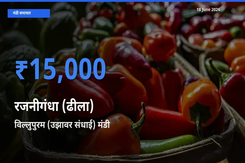 विल्लुपुरम (उझावर संधाई) मंडी में आज रजनीगंधा (ढीला) के सबसे ऊँचे दाम दर्ज
