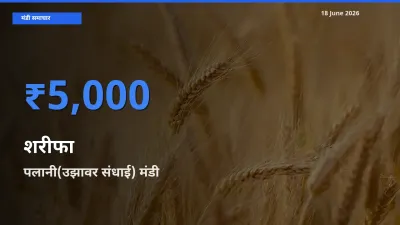 पलानी(उझावर संधाई) में शरीफा का आज सबसे ऊँचा भाव