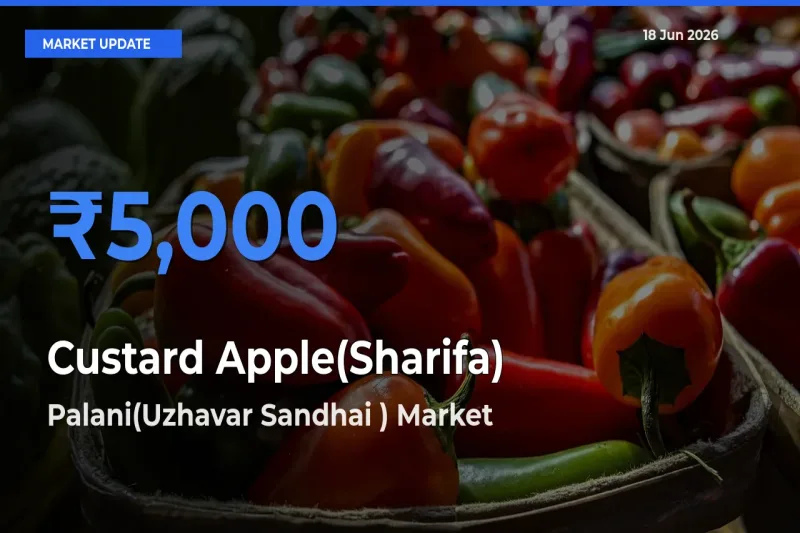 Palani(Uzhavar Sandhai ) Offers ₹5,000 – Highest Custard Apple(Sharifa) Rate Today