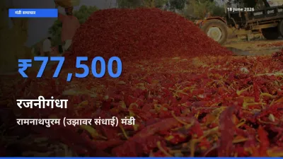 बाज़ार संकेत: रामनाथपुरम (उझावर संधाई) बना रजनीगंधा के लिए आज की टॉप मंडी