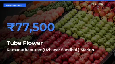 Ramanathapuram(Uzhavar Sandhai ) Leads as Top Mandi for Tube Flower Prices