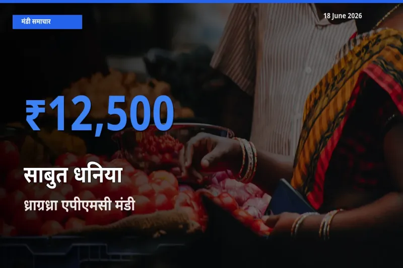 आज साबुत धनिया के सबसे ऊँचे दाम ₹12,500 ध्राग्रध्रा एपीएमसी मंडी में