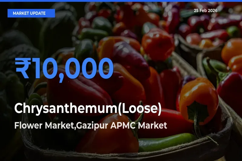 Market Watch: Flower Market,Gazipur APMC Becomes Top Mandi for Chrysanthemum(Loose)