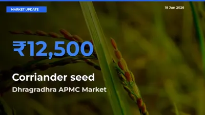 Market Watch: Dhragradhra APMC Becomes Top Mandi for Corriander seed